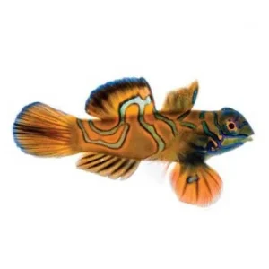 Captive-Bred Red Mandarin (Synchiropus splendidus) - ORA
