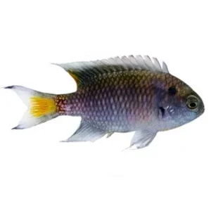 Captive-Bred Regal Damselfish (Neopomacentrus cyanomos) - ORA