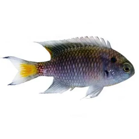 Captive-Bred Regal Damselfish (Neopomacentrus cyanomos) - ORA