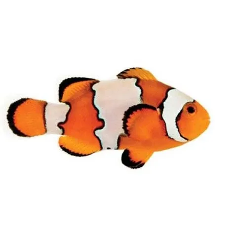 Captive-Bred Snowflake PAIR (Amphiprion ocellaris) - ORA