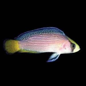 Captive-Bred Splendid Dottyback (Manonichthys splendens) - ORA