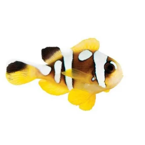 Captive-Bred Spotcinctus Small (Amphiprion bicinctus) - ORA