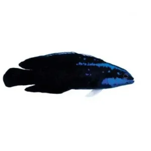 Captive-Bred Springers Dottyback (Pseudochromis springeri) - ORA