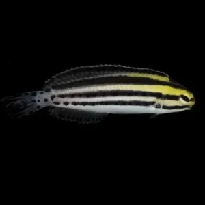 Captive-Bred Striped Blenny (Meiacanthus grammistes) - ORA