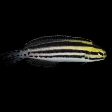 Captive-Bred Striped Blenny (Meiacanthus grammistes) - ORA