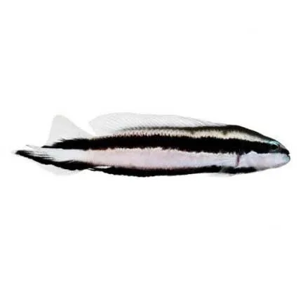 Captive-Bred Striped Dottyback (Pseudochromis sankeyi) - ORA