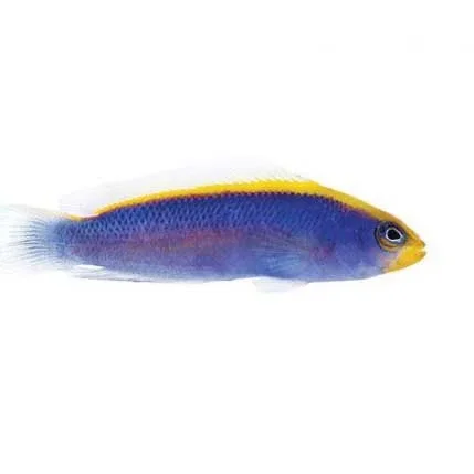 Captive-Bred Sunrise Dottyback (Pseudochromis flavivertex) - ORA