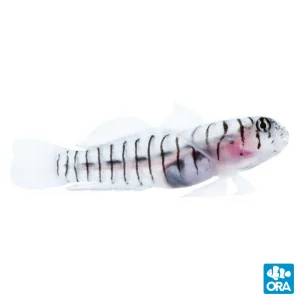 Captive-Bred Tiger Goby (Elacatinus macrodon) - ORA