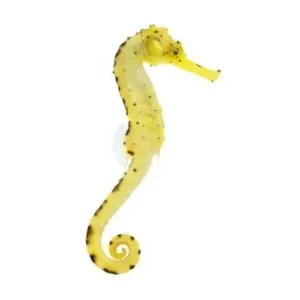 Captive-Bred Tigertail Seahorse - Unsexed - ORA