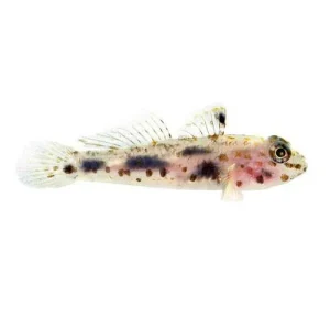 Captive-Bred Transparent Cave Goby (Fusigobius pallidus) - ORA