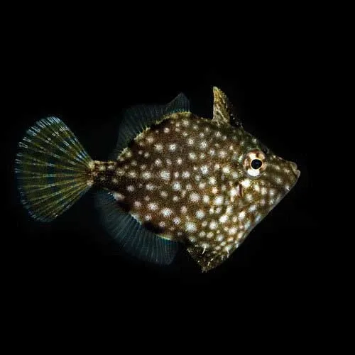 Captive-Bred Whitespotted Pygmy Filefish (Rudarius ercodes) - ORA