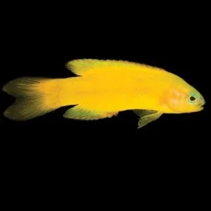 Captive-Bred Yellow Assessor 1.25” – 1.5” (Assessor flavissimus) - ORA