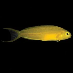 Captive-Bred Yellow Canary Blenny (Meiacanthus oualanensis) - ORA