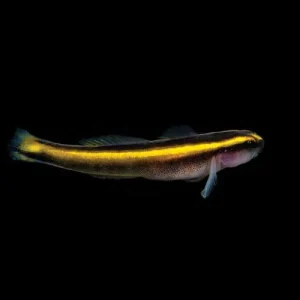 Captive-Bred Yellowline Goby (Elacatinus figaro) - ORA