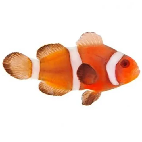 Captive-Bred Zombie Clownfish (Amphiprion ocellaris) PAIR - ORA