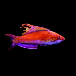 Carpenter's Flasher Wrasse (Paracheilinus carpenteri) - SAQ Chicago Fish