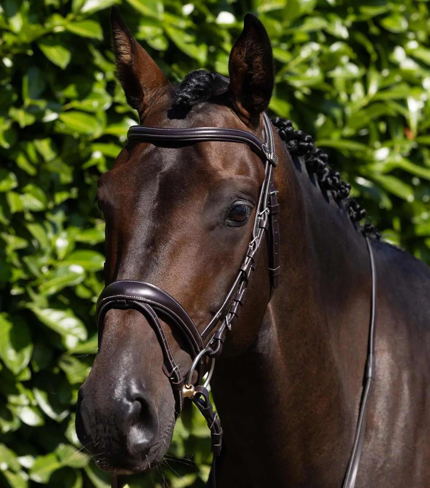 Cassano Anatomical Snaffle Bridle with Flash Brown