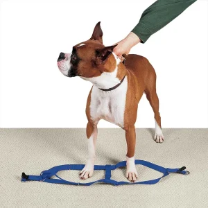 Casual Canine Nylon 2 Step Harness 9-15In Blue