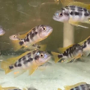 Chitimba Thick Bar Cichlid