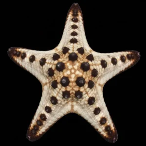 Chocolate Chip Starfish (Protoreaster nodosus) - Cleanup Crew