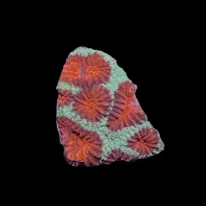 Christmas Tree Favia Coral (3/4" - 1") - SAQ Coral Farm