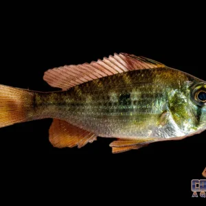 Cichlid - Heckelii Threadfin Sml