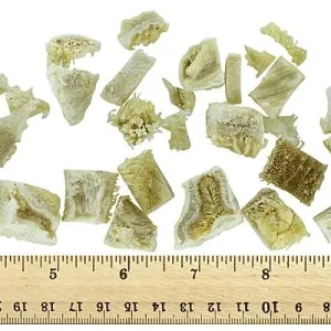 Clean Run Bonus Bites Training Treats - Diced Clean Beef Tripe, 4 oz.