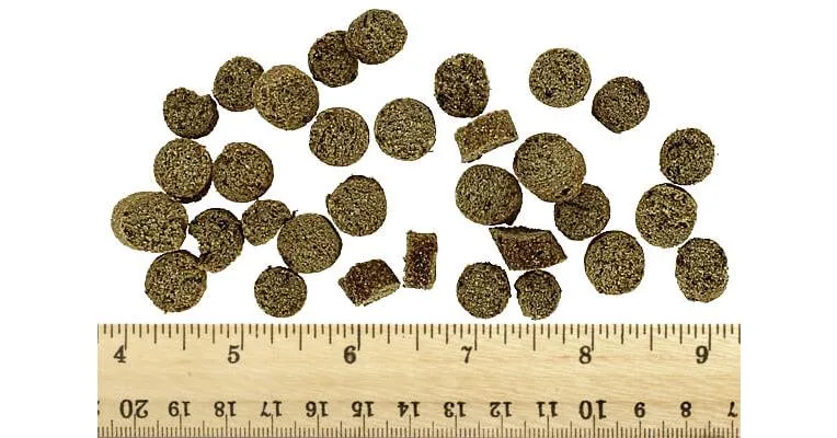 Clean Run Boo Boo's Best Superfood Nuggets - Salmon, 3.6 oz.