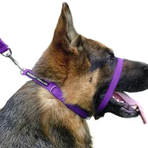 Clean Run Canny Collar