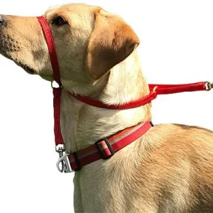 Clean Run K9 Bridle for Dogs