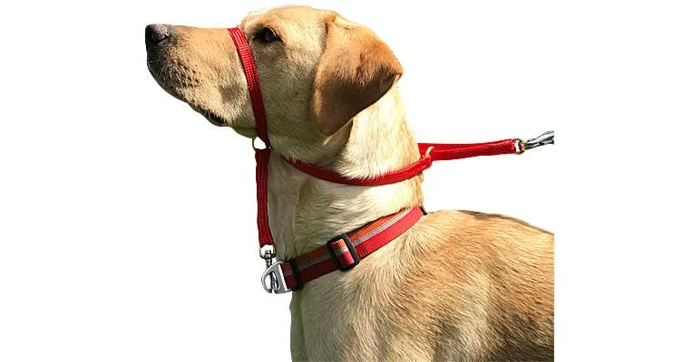 Clean Run K9 Bridle for Dogs