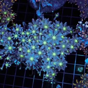 Cloves Colony WYSIWYG - SAQ Coral Farm