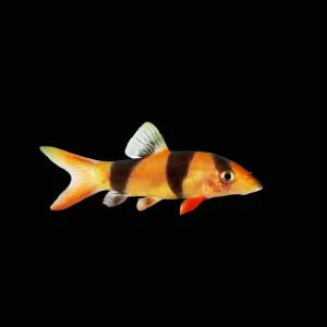 Clown Loach (Freshwater) Fish - SAQ Chicago Fish