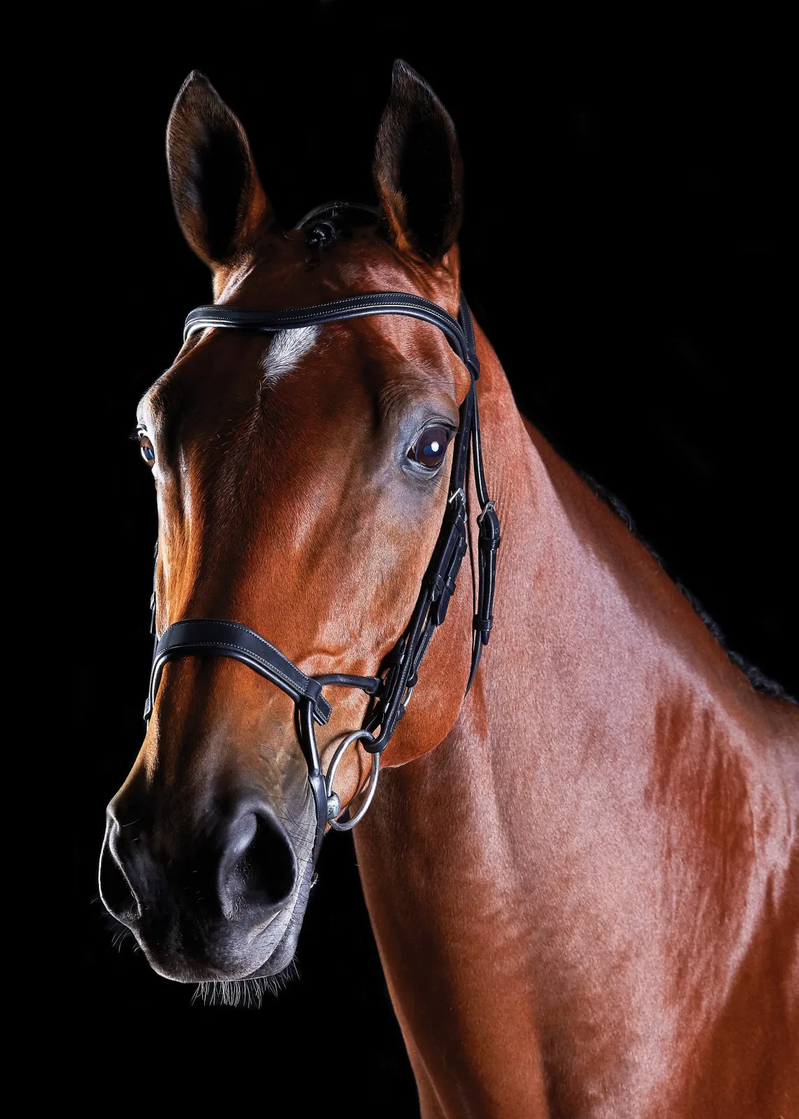 Collegiate® ComFiTec™ Training Bridle - Image 2