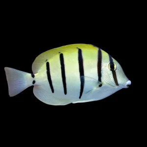 Convict Tang (Acanthurus triostegus) - SAQ Chicago Fish