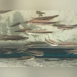 Copeina Splashing Tetra