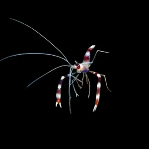 Coral Banded Shrimp (Stenopus hispidus) - Cleanup Crew