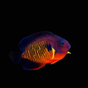 Coral Beauty Angelfish (Centropyge Bispinosa) - SAQ Chicago Fish