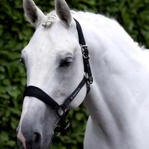 Corda Padded Head Collar with Lead Rope Black