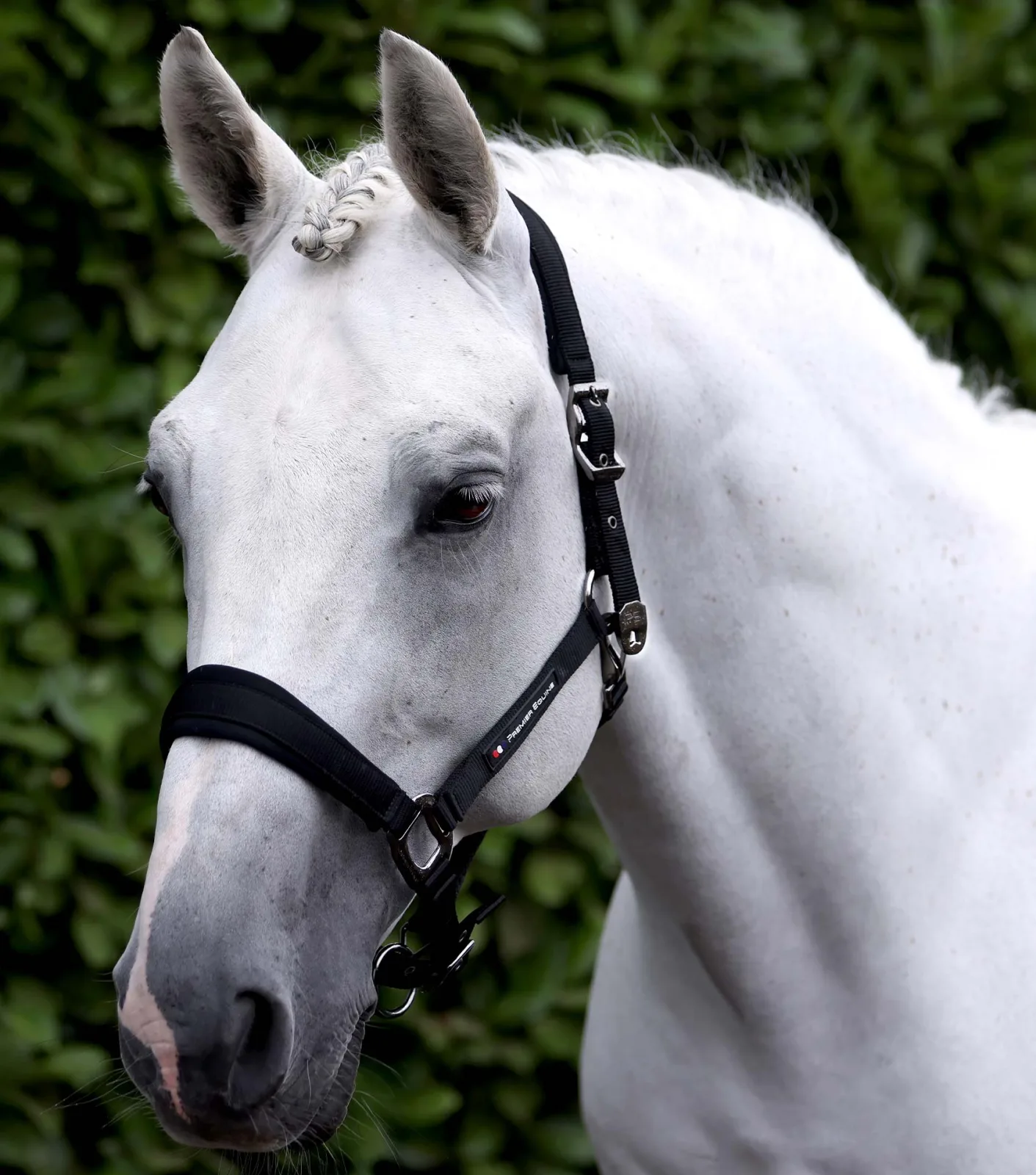 Corda Padded Head Collar with Lead Rope Black