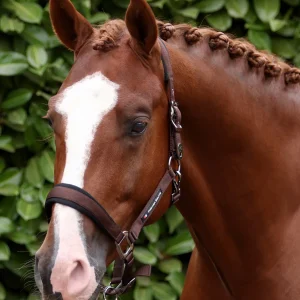 Corda Padded Head Collar with Lead Rope Brown