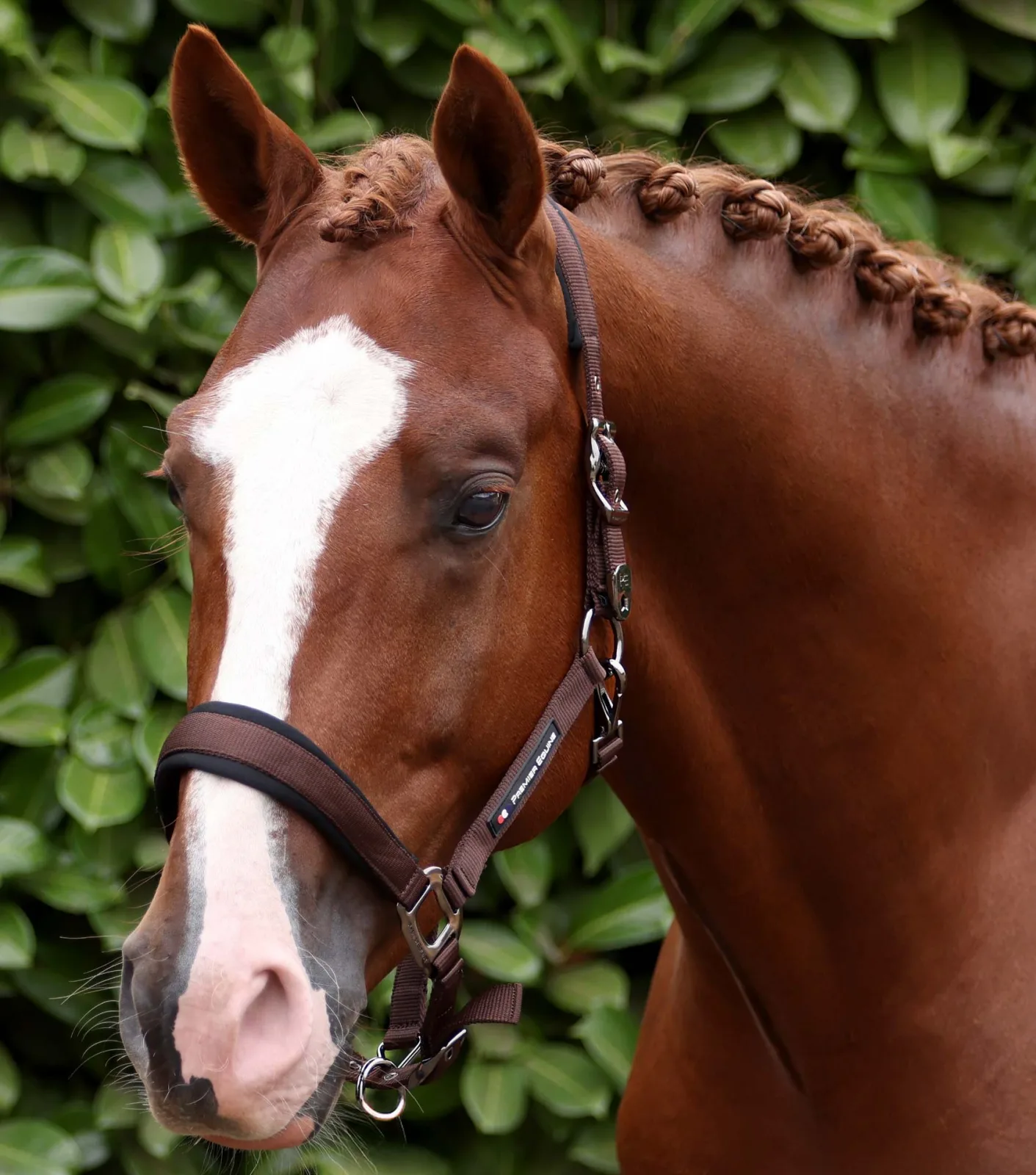 Corda Padded Head Collar with Lead Rope Brown
