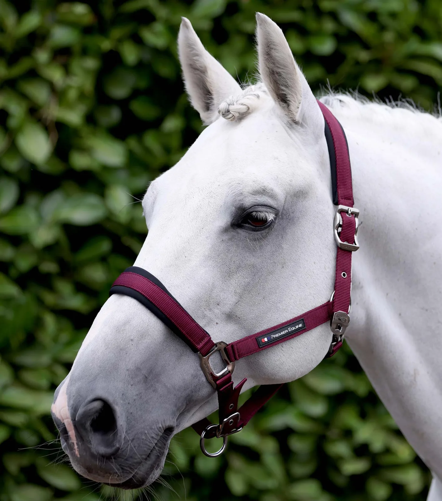 Corda Padded Head Collar with Lead Rope Burgundy