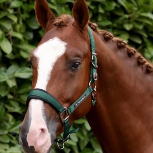 Corda Padded Head Collar with Lead Rope Green