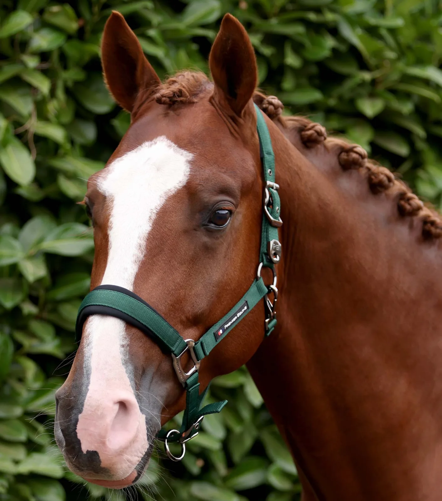Corda Padded Head Collar with Lead Rope Green