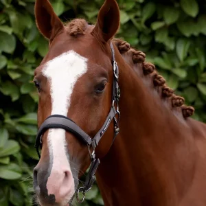 Corda Padded Head Collar with Lead Rope Grey