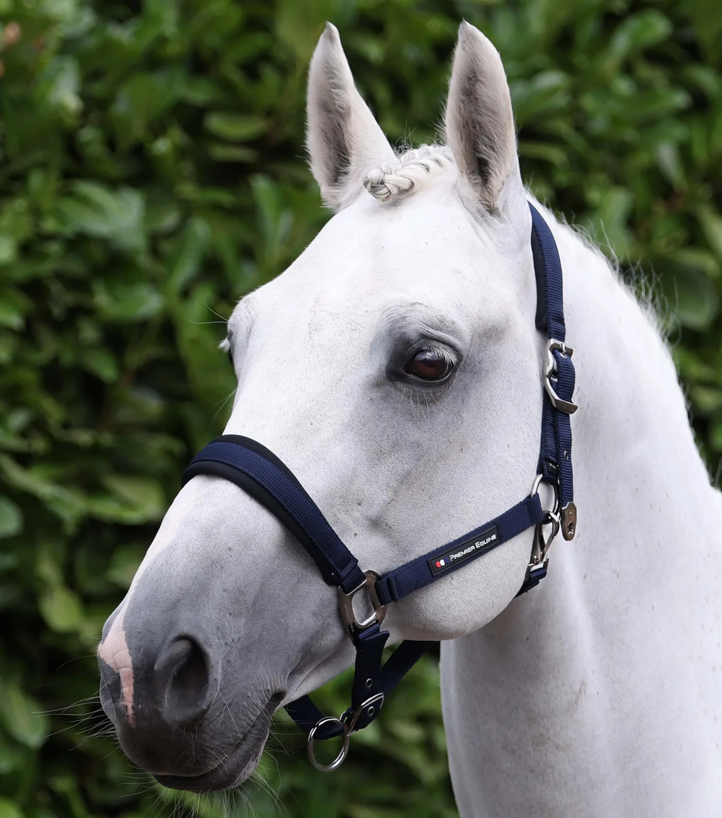 Corda Padded Head Collar with Lead Rope Navy