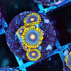 Corona Zoanthids - SAQ Coral Farm