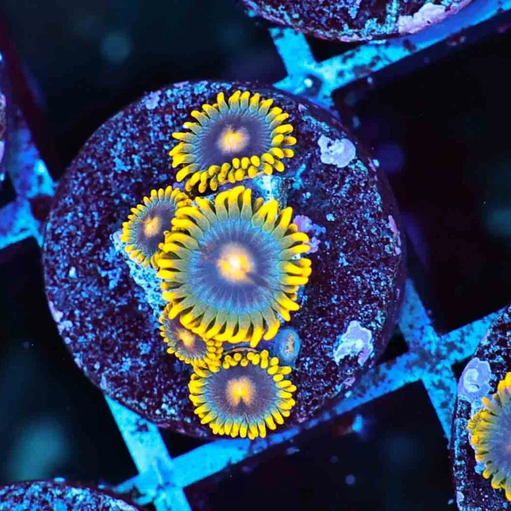 Corona Zoanthids - SAQ Coral Farm