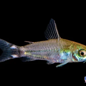 Cory - Tailspot Pygmy (Hastatus) T.R.